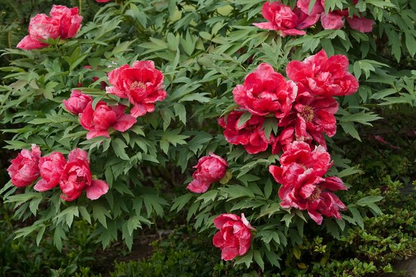 Installation d'un système d'énergie solaire dans une maison à la campagne